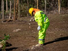 Avanza la restauración del Parque La Aguada en Quitratúe con plantación de especies nativas