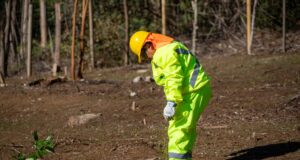 Avanza la restauración del Parque La Aguada en Quitratúe con plantación de especies nativas