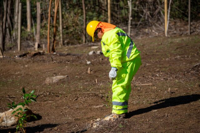 Avanza la restauración del Parque La Aguada en Quitratúe con plantación de especies nativas