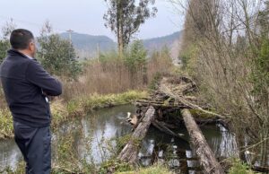 Dirección de vialidad y municipio de Pitruquén anuncian reposición de puente caído en sector Mahuidanche