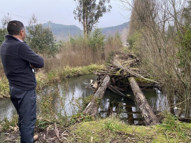 Dirección de vialidad y municipio de Pitruquén anuncian reposición de puente caído en sector Mahuidanche