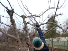 Usuarios del programa Proder de Freire se capacitan en poda de berries y frutales mayores en Allipén