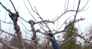 Usuarios del programa Proder de Freire se capacitan en poda de berries y frutales mayores en Allipén