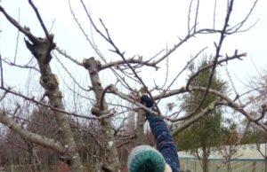 Usuarios del programa Proder de Freire se capacitan en poda de berries y frutales mayores en Allipén