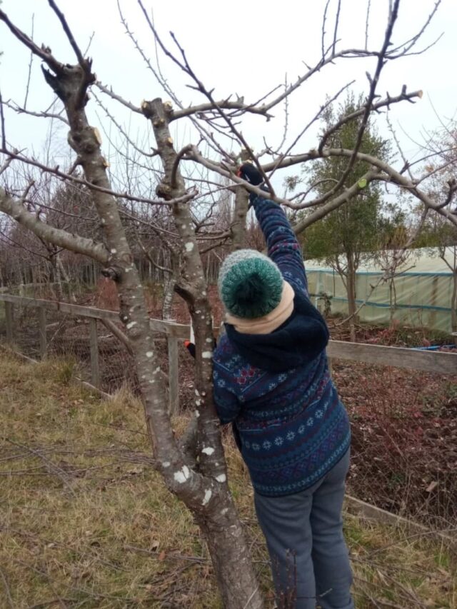 Usuarios del programa Proder de Freire se capacitan en poda de berries y frutales mayores en Allipén