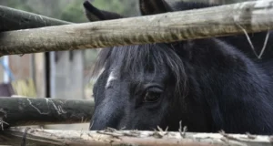 La Araucanía registra más de 20 caballos sacrificados por anemia infecciosa equina