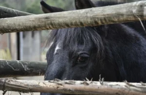 La Araucanía registra más de 20 caballos sacrificados por anemia infecciosa equina