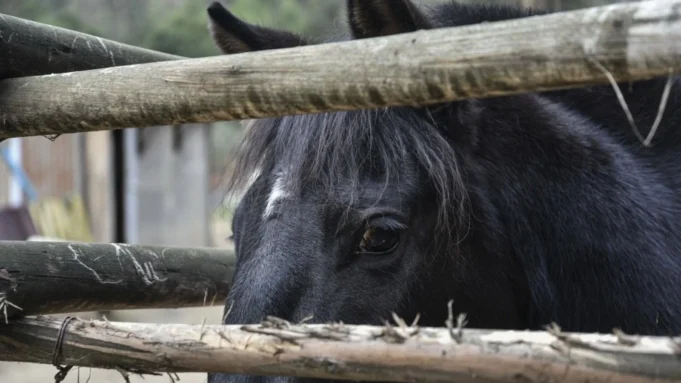 La Araucanía registra más de 20 caballos sacrificados por anemia infecciosa equina