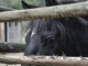 La Araucanía registra más de 20 caballos sacrificados por anemia infecciosa equina