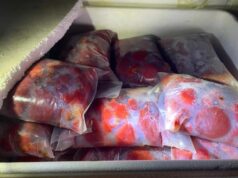 Incautan carga ilegal de más de 900 kilos de carne de piure tras control carretero en Freire