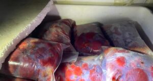 Incautan carga ilegal de más de 900 kilos de carne de piure tras control carretero en Freire