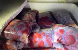 Incautan carga ilegal de más de 900 kilos de carne de piure tras control carretero en Freire