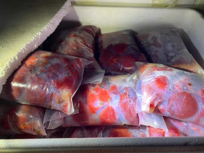 Incautan carga ilegal de más de 900 kilos de carne de piure tras control carretero en Freire