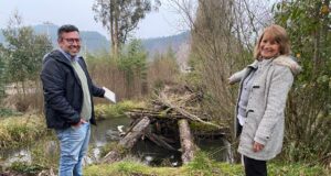 MOP Anuncia Reconstrucción de Puente Caído en el Sector Mahuidanche de Pitrufquén