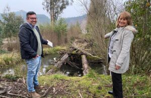 MOP Anuncia Reconstrucción de Puente Caído en el Sector Mahuidanche de Pitrufquén