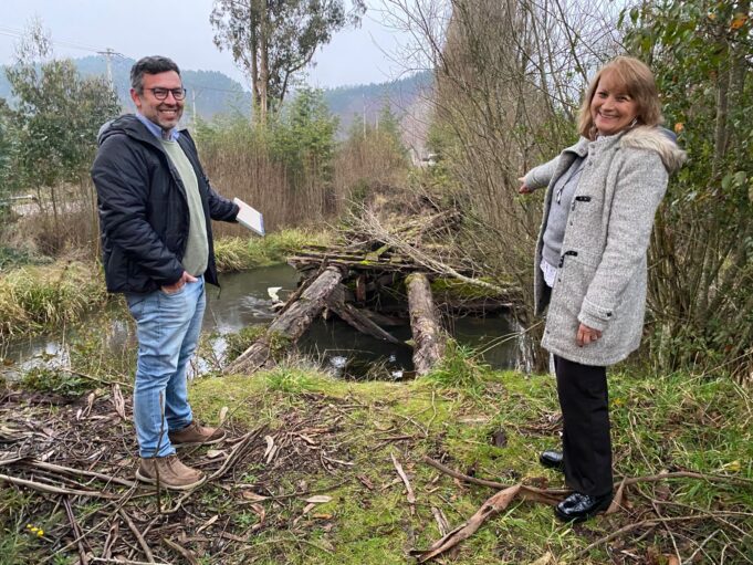 MOP Anuncia Reconstrucción de Puente Caído en el Sector Mahuidanche de Pitrufquén