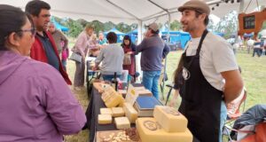 Municipio y sercotec buscan impulsar la ruta del queso en Pitrufquén