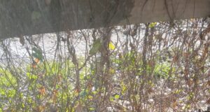 Urge proteger medidores de agua por heladas: Aguas Araucanía registró congelamiento de más de 1500