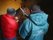 Contraloría abre investigación especial al Servicio Agrícola Ganadero por presunto maltrato animal durante sacrificio de caballos