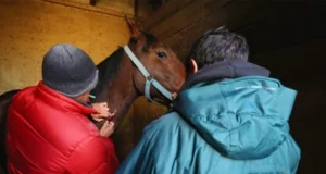Contraloría abre investigación especial al Servicio Agrícola Ganadero por presunto maltrato animal durante sacrificio de caballos