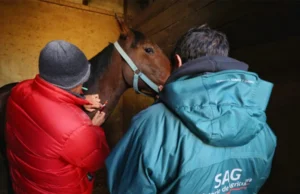 Contraloría abre investigación especial al Servicio Agrícola Ganadero por presunto maltrato animal durante sacrificio de caballos