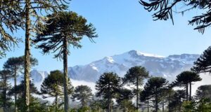 Regionalistas verdes respaldan movilización nacional que logró paralizar proyecto que amenazaba 96 araucarias