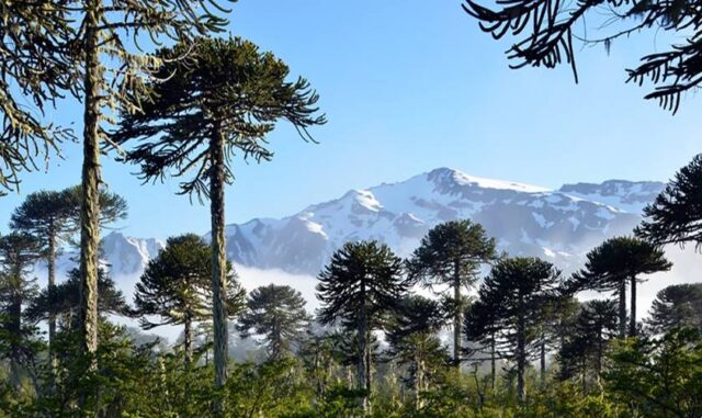 Regionalistas verdes respaldan movilización nacional que logró paralizar proyecto que amenazaba 96 araucarias