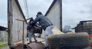 Campaña “sácate al tiro los cachureos” se anota un nuevo éxito en la comuna de Pitrufquén