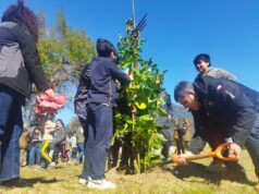 Parque del monumento al “Padre Pancho” fue reforestado por estudiantes de Pucón
