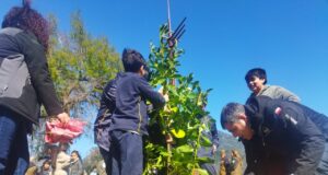 Parque del monumento al “Padre Pancho” fue reforestado por estudiantes de Pucón