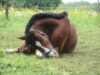 Recuperan caballo avaluado en $10 millones y detienen a una persona por receptación