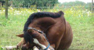 Recuperan caballo avaluado en $10 millones y detienen a una persona por receptación