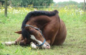 Recuperan caballo avaluado en $10 millones y detienen a una persona por receptación