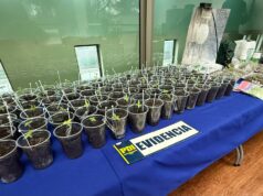 Un detenido por microtráfico y cultivo de cannabis en Curacautín