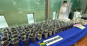 Un detenido por microtráfico y cultivo de cannabis en Curacautín