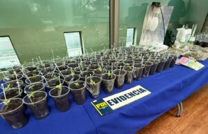 Un detenido por microtráfico y cultivo de cannabis en Curacautín