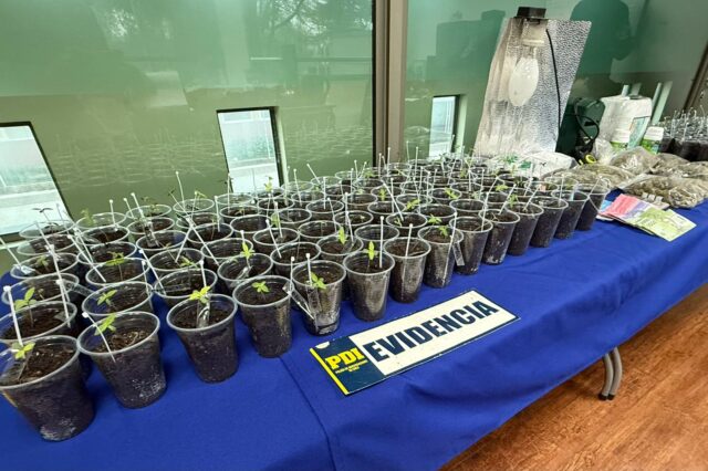 Un detenido por microtráfico y cultivo de cannabis en Curacautín