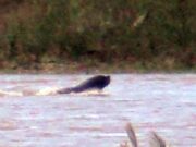 Sernapesca aclara que lobos marinos en el lago Villarrica no son inusuales