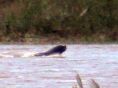 Sernapesca aclara que lobos marinos en el lago Villarrica no son inusuales