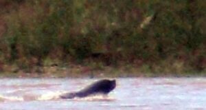 Sernapesca aclara que lobos marinos en el lago Villarrica no son inusuales