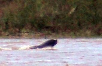 Sernapesca aclara que lobos marinos en el lago Villarrica no son inusuales