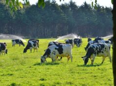 Arma incautada en operativo de abigeato en Gorbea pertenecería a funcionario de Carabineros