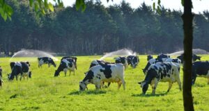 Arma incautada en operativo de abigeato en Gorbea pertenecería a funcionario de Carabineros