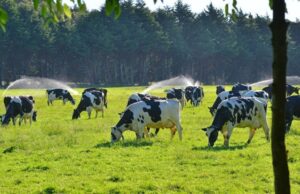 Arma incautada en operativo de abigeato en Gorbea pertenecería a funcionario de Carabineros