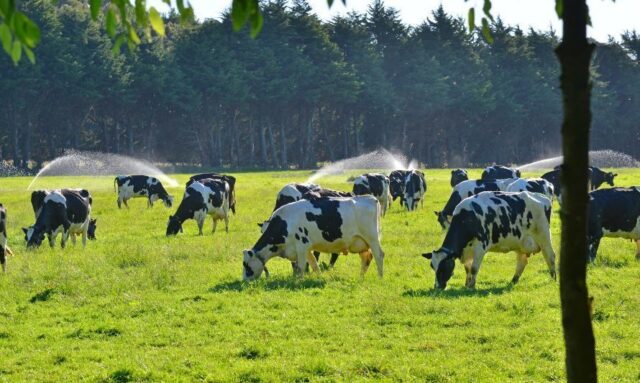 Arma incautada en operativo de abigeato en Gorbea pertenecería a funcionario de Carabineros