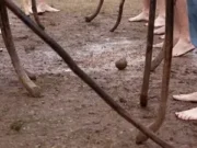 Detienen a sujeto acusado de homicidio durante encuentro de Palin en Puerto Saavedra