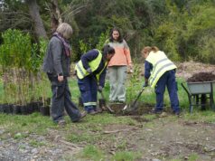 Pitrufquén impulsa plan de reforestación con especies nativas en la isla municipal y áreas verdes urbanas