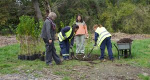 Pitrufquén impulsa plan de reforestación con especies nativas en la isla municipal y áreas verdes urbanas