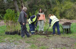 Pitrufquén impulsa plan de reforestación con especies nativas en la isla municipal y áreas verdes urbanas