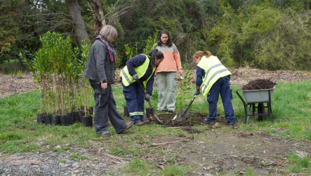 Pitrufquén impulsa plan de reforestación con especies nativas en la isla municipal y áreas verdes urbanas